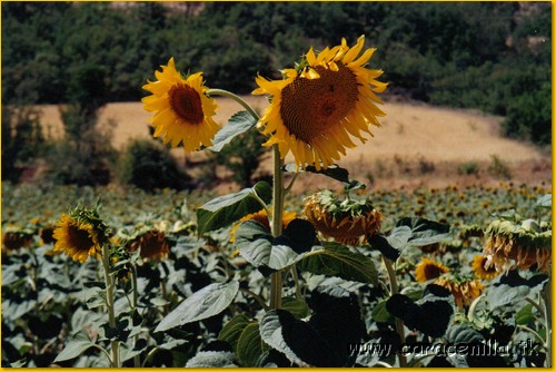 girasoles.jpeg